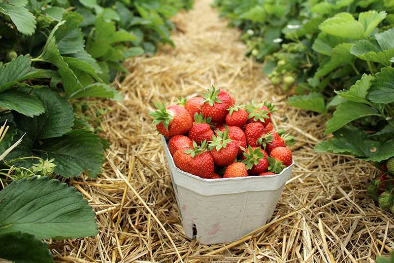 Strawberry Farming Sri Lanka