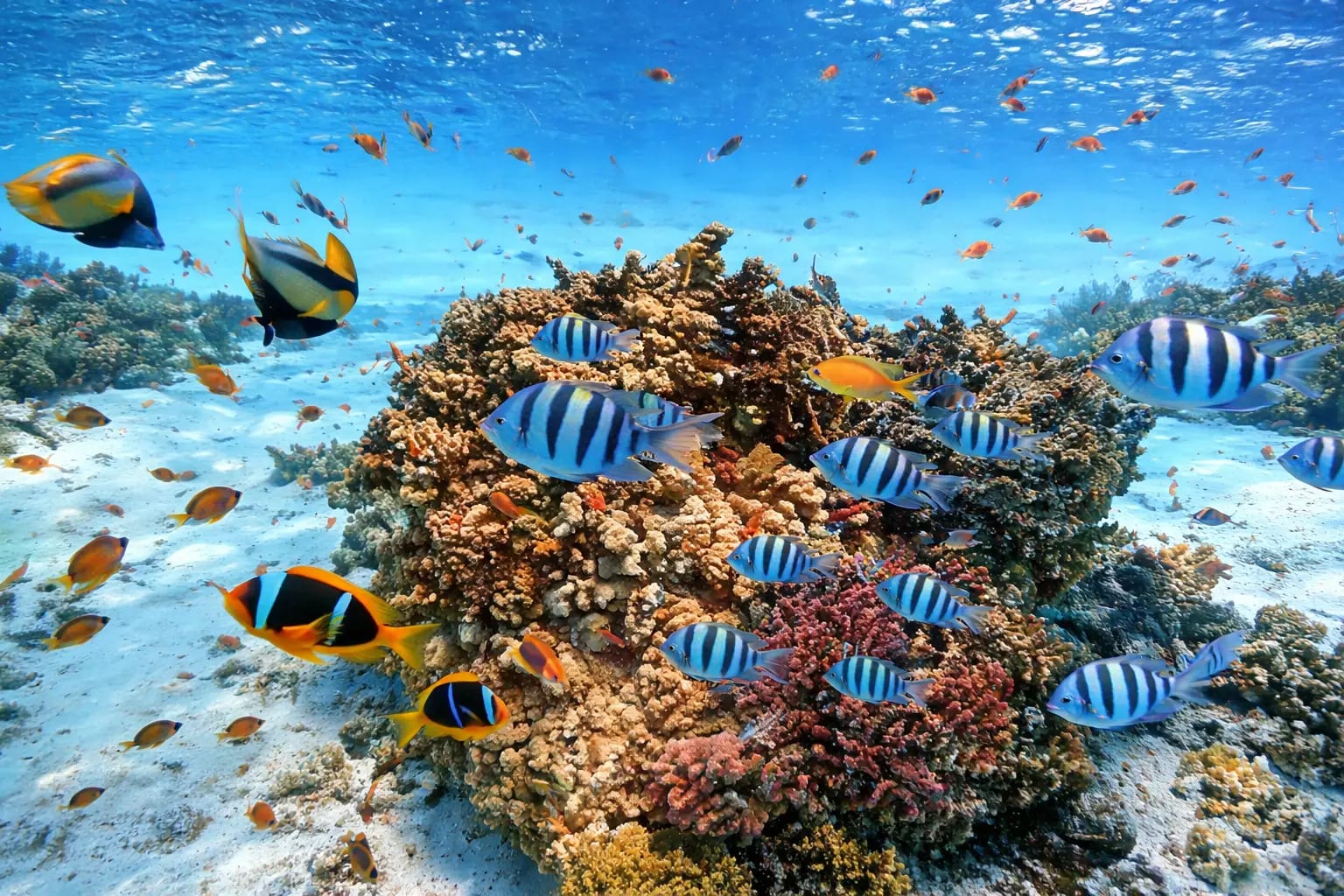 Snorkeling