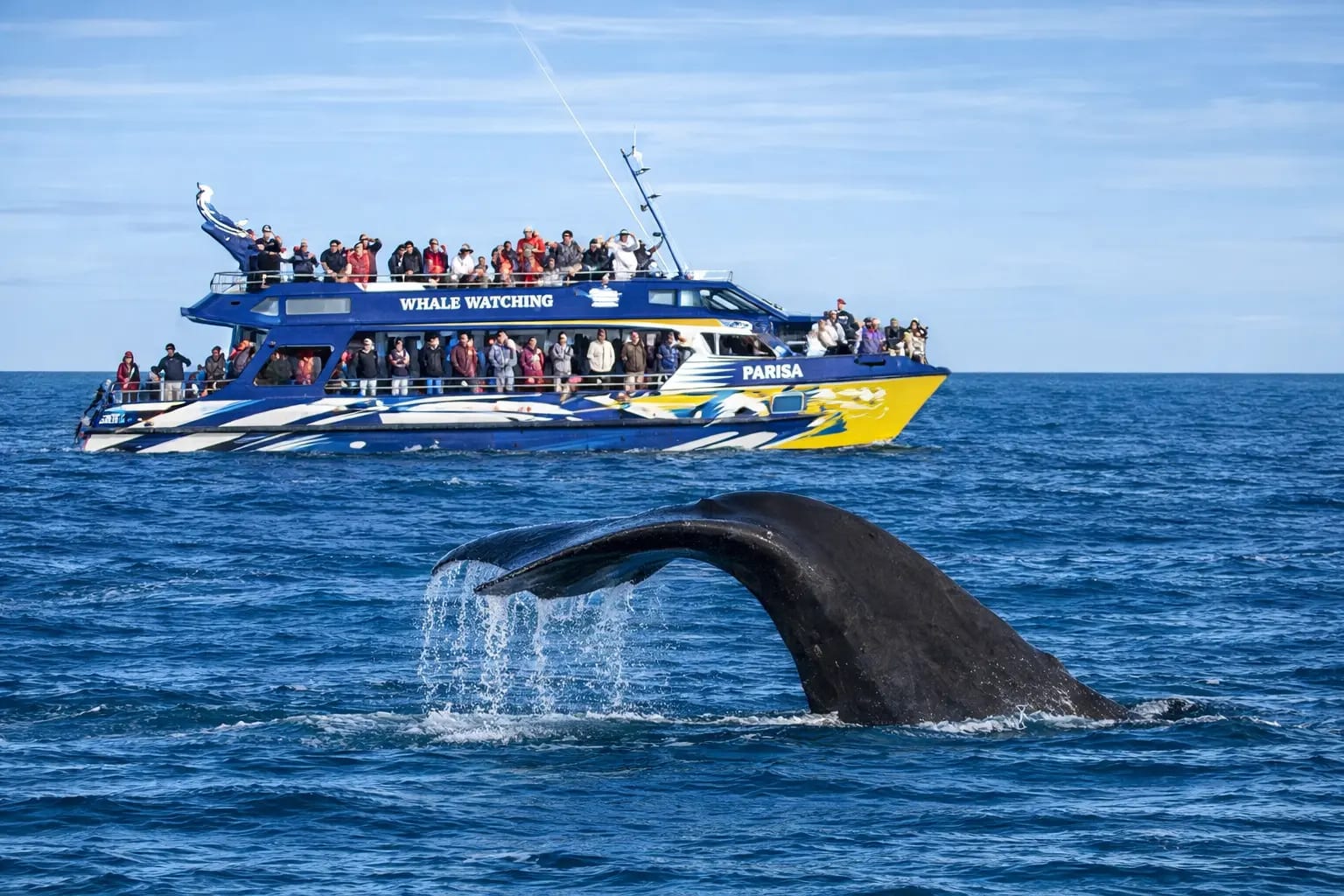 Whale 1