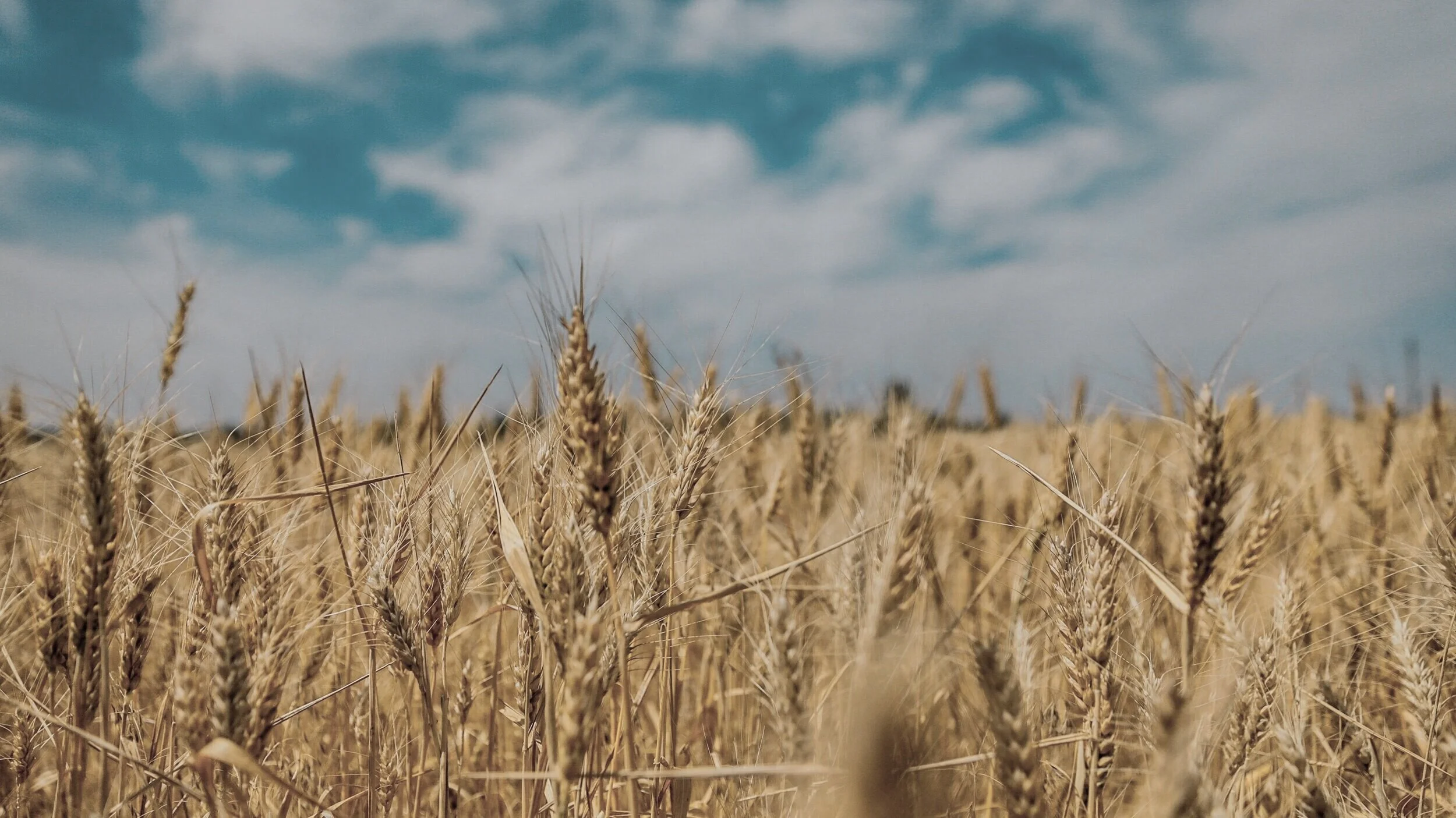 A field of golden wheat spikes in shallow focus.