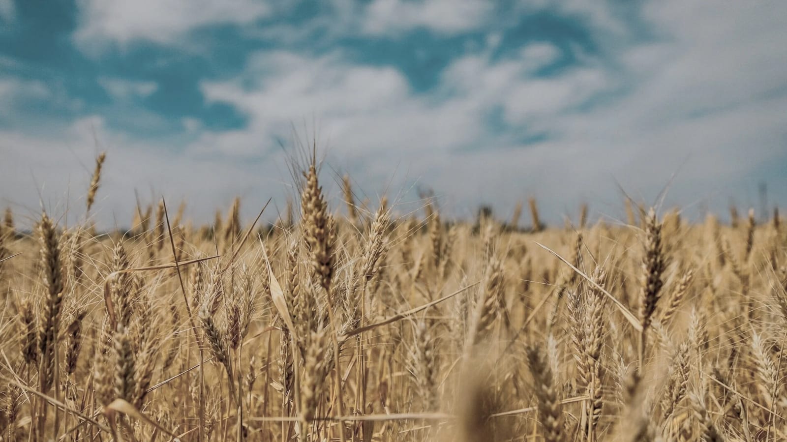A field of golden wheat spikes in shallow focus.