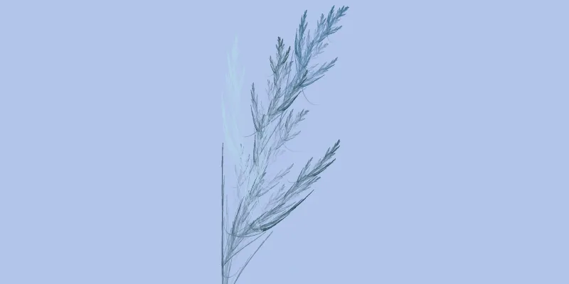 Feather Grass — Flamme fractal art