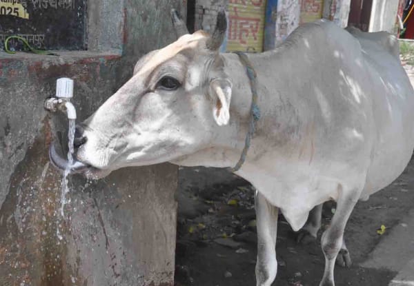 As shutters fell, chaos erupted: Haldwani burned for four hours as violence flared over cattle remains; a new twist emerged in the CCTV footage.