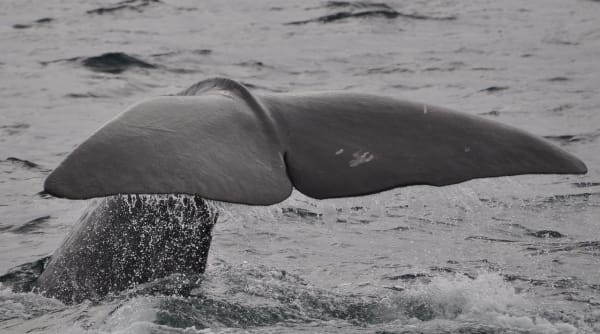 Whales could be harmed by diverted ships avoiding Middle East, scientists warn