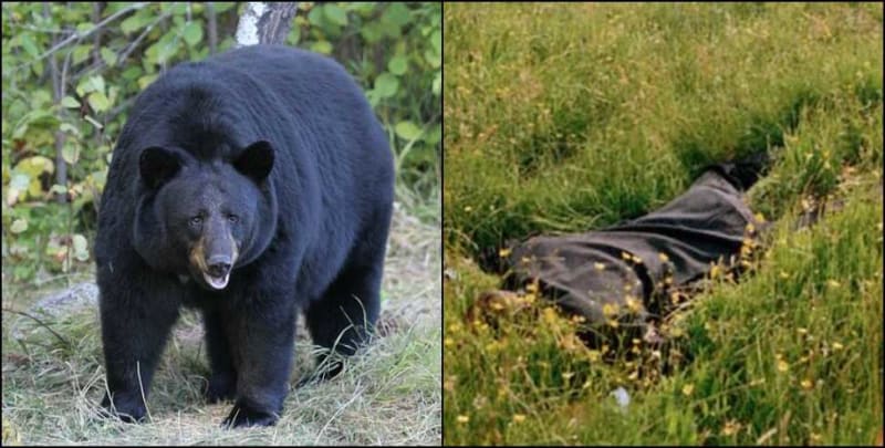 Chamoli: The woman who had gone missing was found in the forest with serious injuries from a bear attack; she survived the night by hiding beside a tree