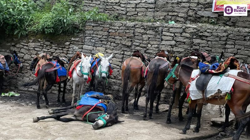 Uttarakhand High Court Orders Revised SOPs to End Animal Cruelty During Char Dham Yatra