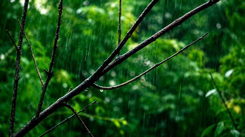 IMD's Heavy Rain Alert Spans 20 States as Deep Depression Fuels Active Monsoon
