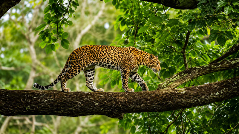Inside Uttarakhand's Escalating Human-Wildlife Conflict Crisis