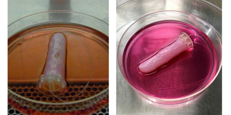 Robot Finger Covered in Living Human Skin: The Japanese Experiment Going Viral Again