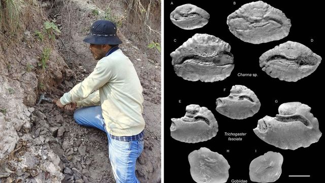Scientists Discover India’s First 4.5-Million-Year-Old Freshwater Fish Fossils Near Dehradun