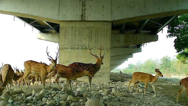 Wildlife Thrives: Delhi-Dehradun Expressway Underpasses Proven Effective