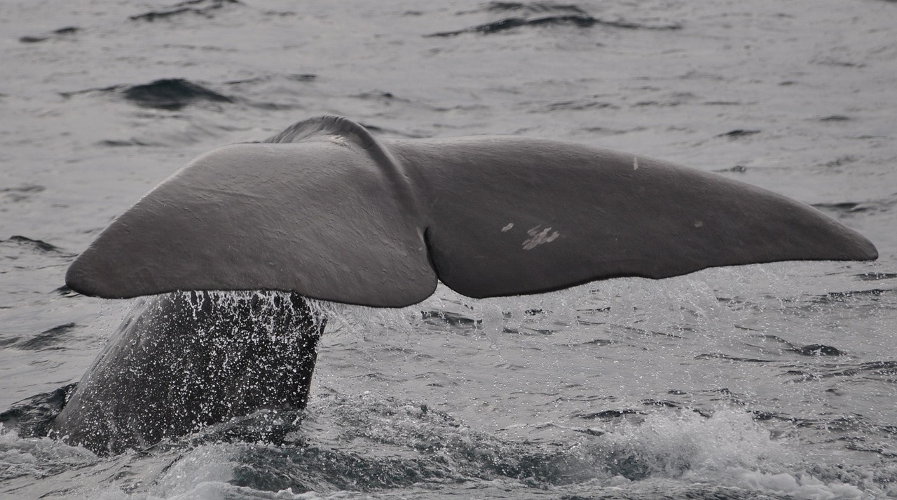 Whales could be harmed by diverted ships avoiding Middle East, scientists warn