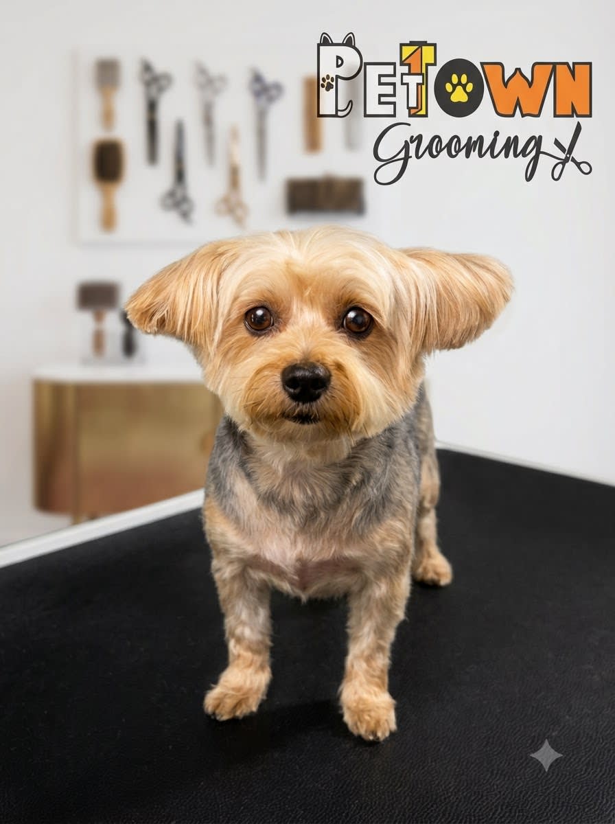 After Golden Retriever grooming at Pet Town