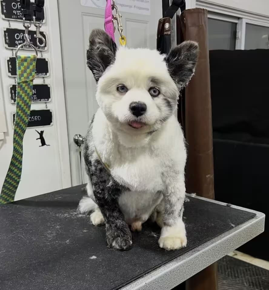 Happy Pet