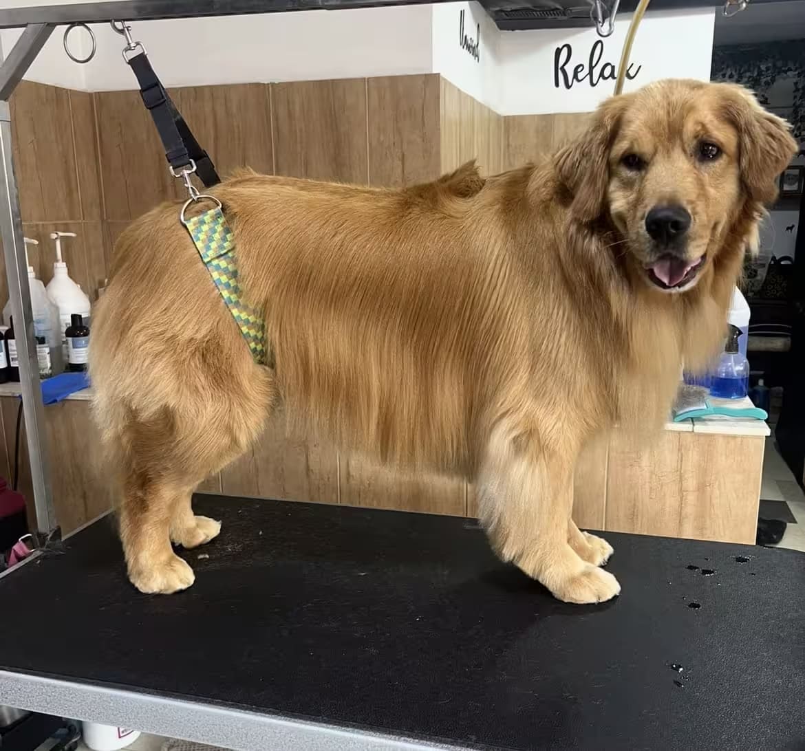 Happy Pet