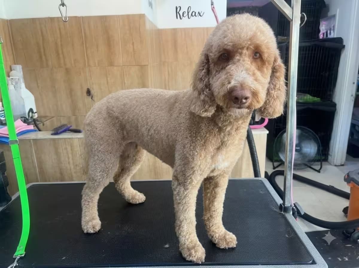 After Poodle grooming at Pet Town