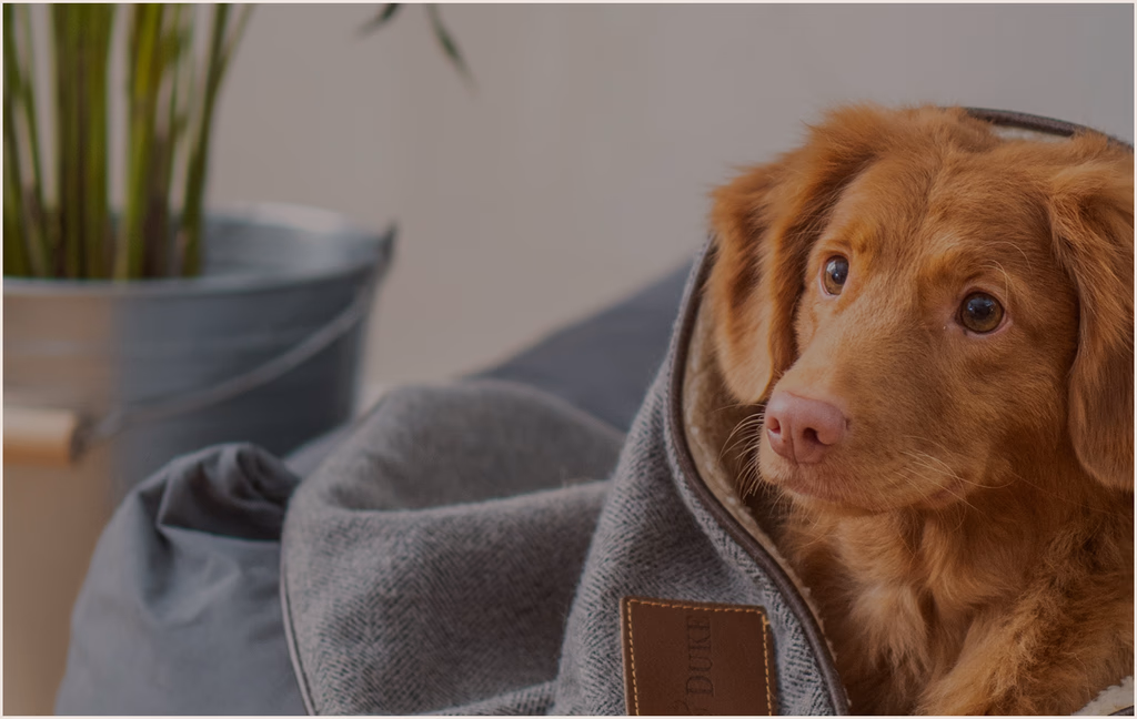 Happy Pets Pampered
