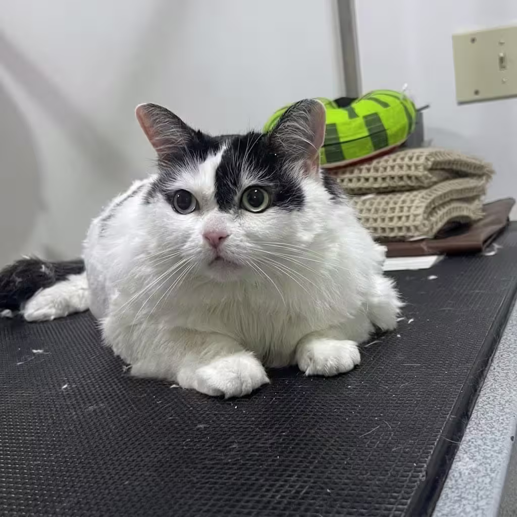 Before Cat grooming at Pet Town