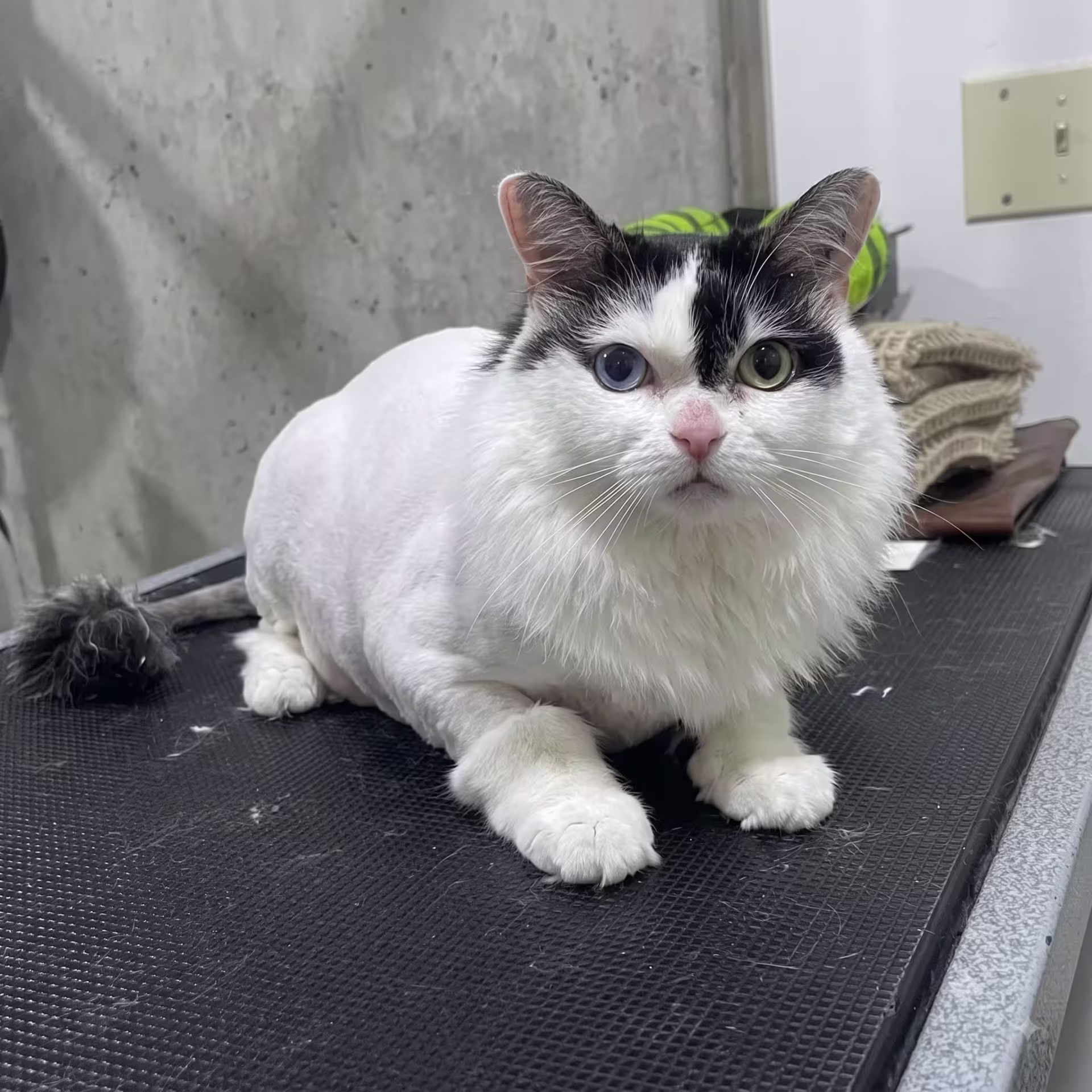 After Cat grooming at Pet Town