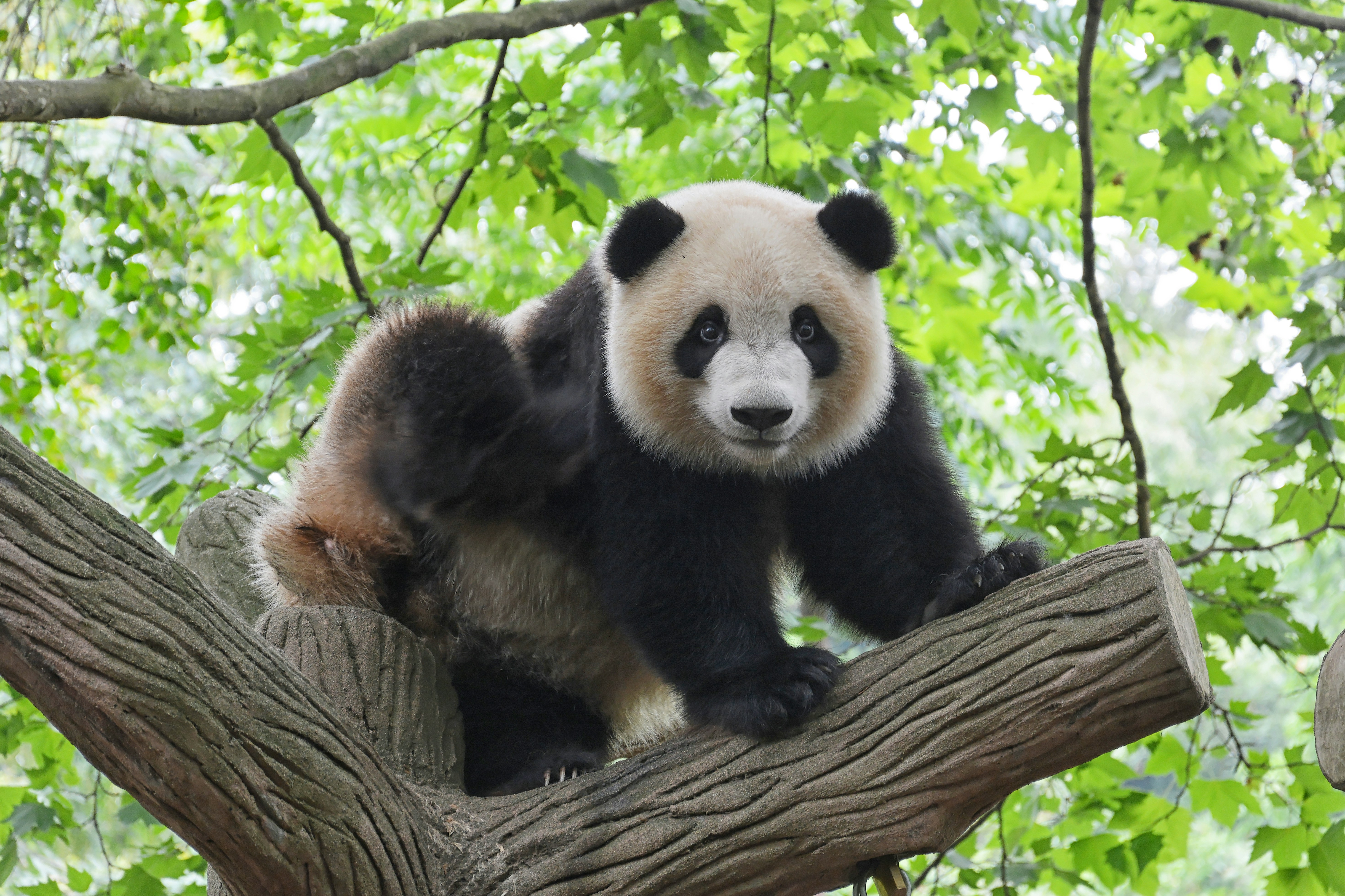 Giant panda eating bamboo