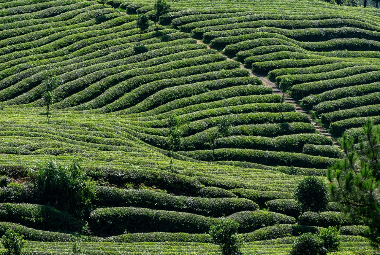 Longjing Tea Village