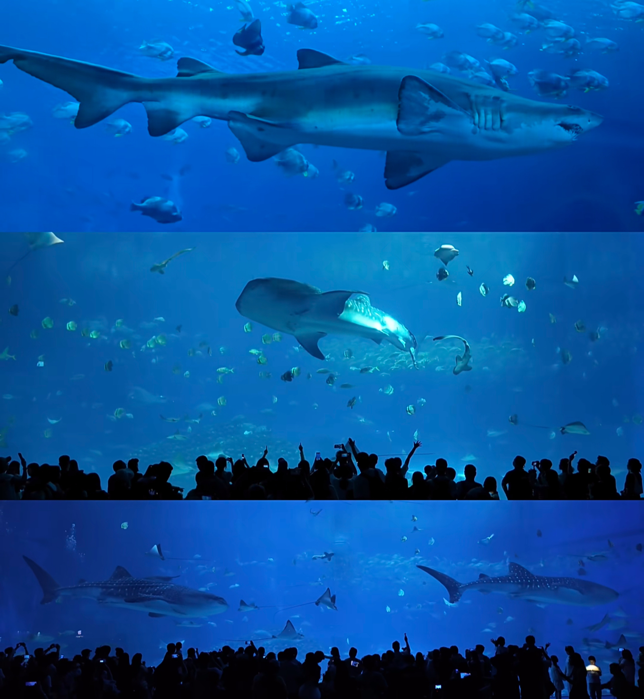 Chimelong Ocean Kingdom