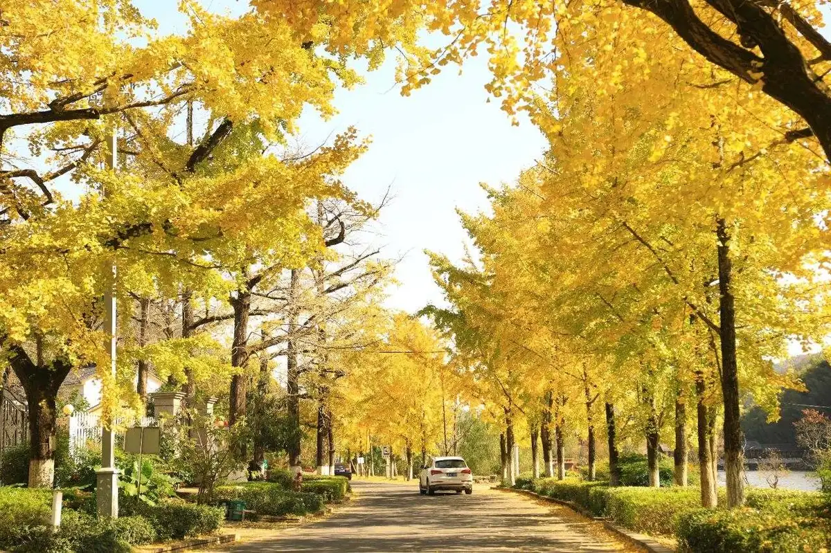 Ten-Mile Ancient Ginkgo Corridor