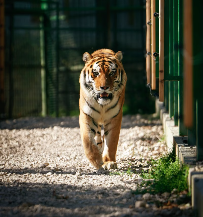 Siberian Tiger Park