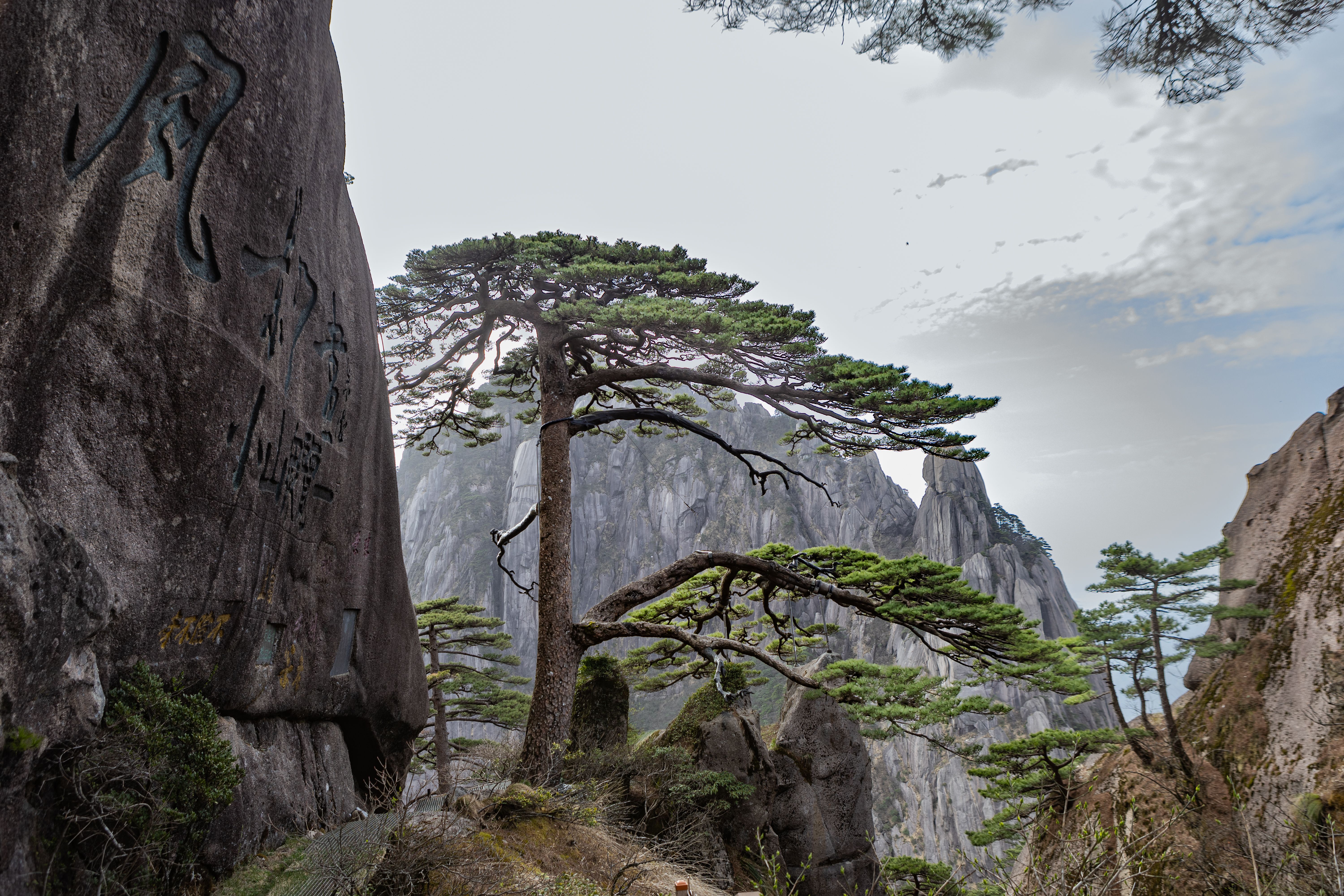 Welcoming Pine on Huangshan cliff