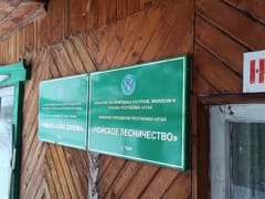 Работнику Чойского лесничества предъявлено обвинение в совершении должностного преступления