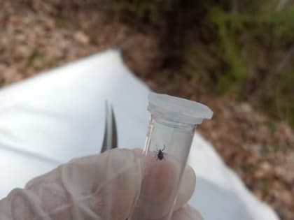 Количество покусанных клещами в Республике Алтай перевалило за сотню