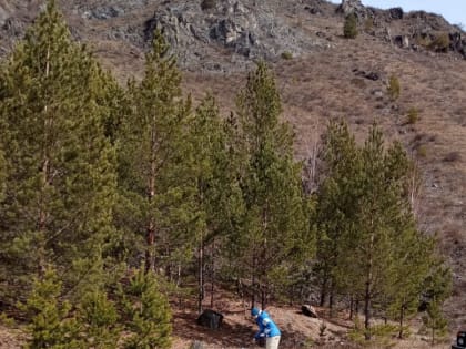 Энтомологическое обследование территории Чемальского района с целью учёта численности иксодовых клещей