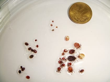 Клещи продолжают угрожать здоровью граждан