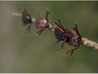 Клещевой энцефалит. Пора прививаться!