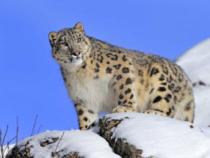 «Хозяин Алтайских гор». Теперь в Горно-Алтайске