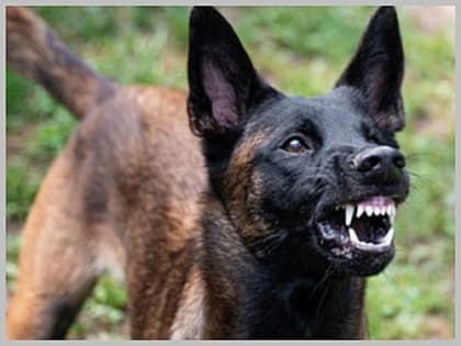 С хозяйки собаки, которая покусала горожанку, взыскали компенсацию морального вреда