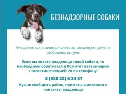 В Горно-Алтайске продолжается борьба с безнадзорными животными