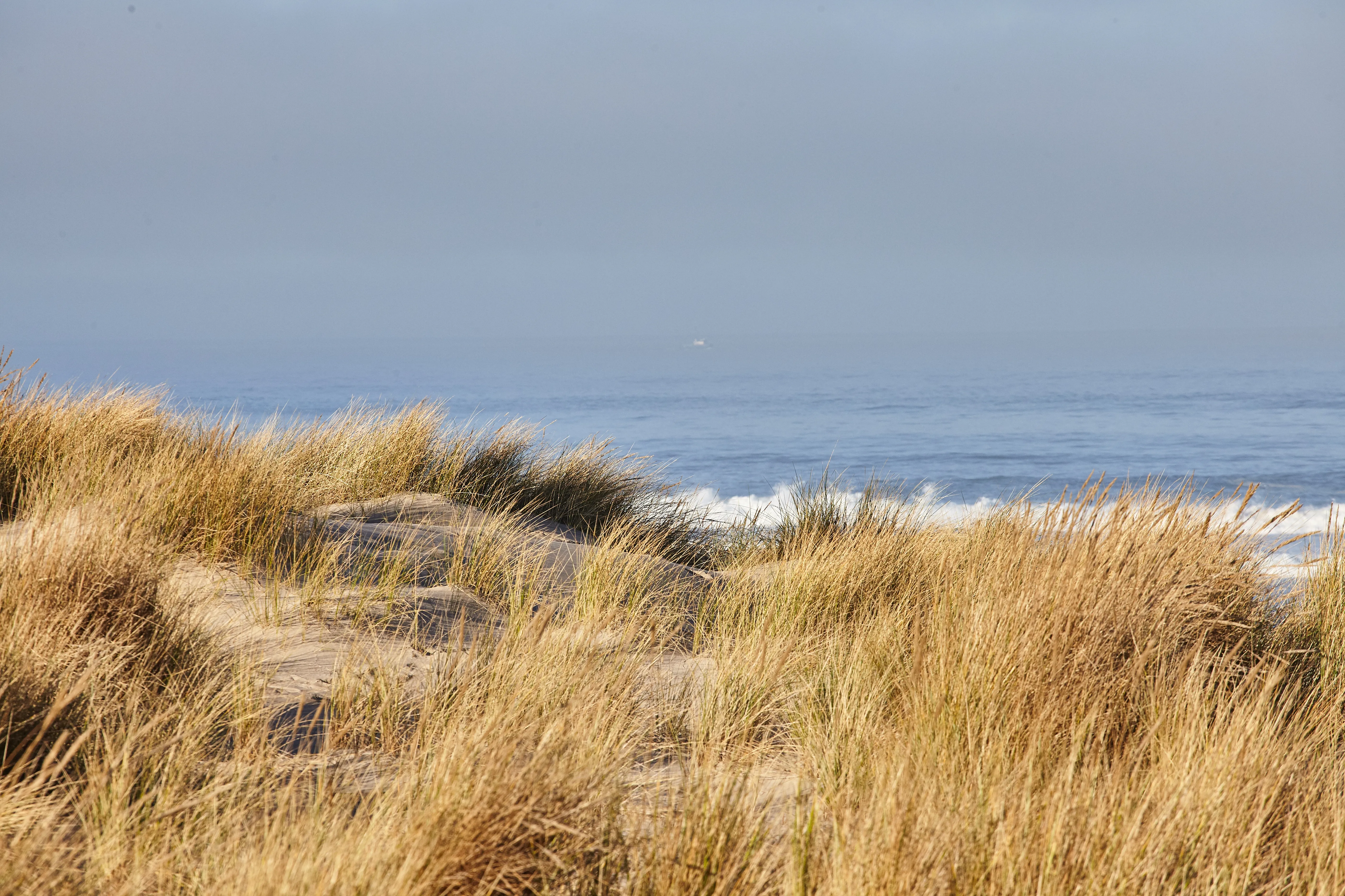 https://res.cloudinary.com/dosrf13aq/image/upload/v1708940249/ZEF/scenery_beachgrass_morning_cannon_beach_oregon_90fa467547.webp