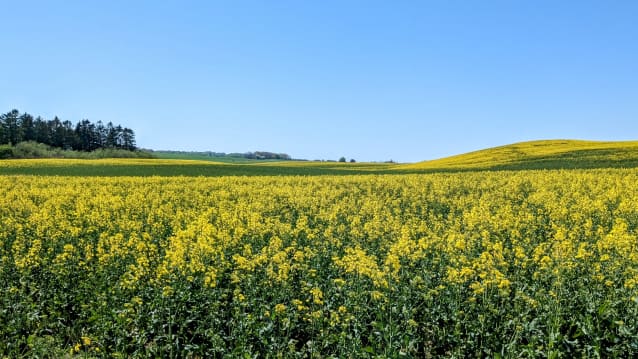 Canola field