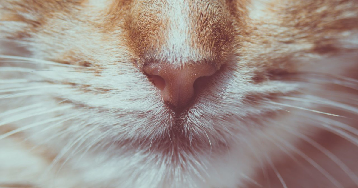 Nine Lives Cat Cafe