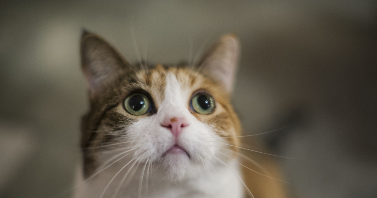 Cat Cafes In Seattle