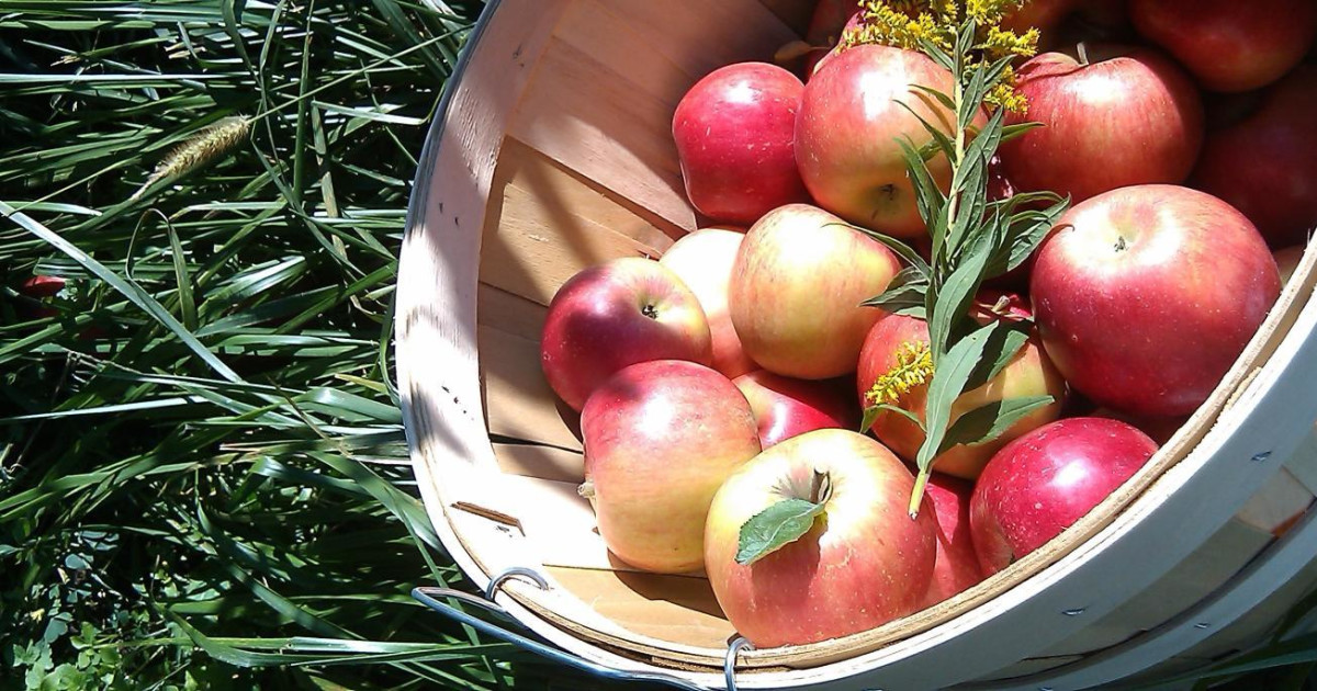 Indianapolis Apple Orchards