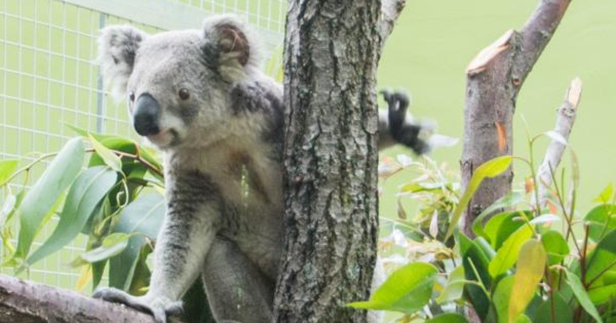 Koalas Return To Indianapolis Zoo