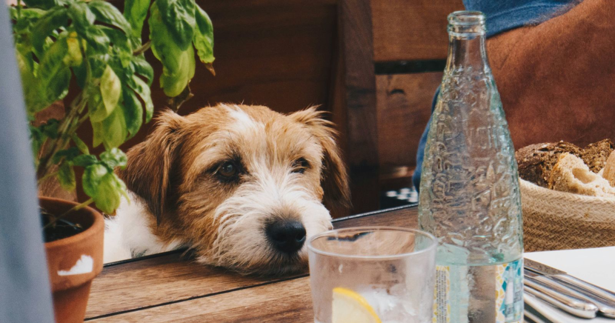 Dog Friendly Bars & Restaurants