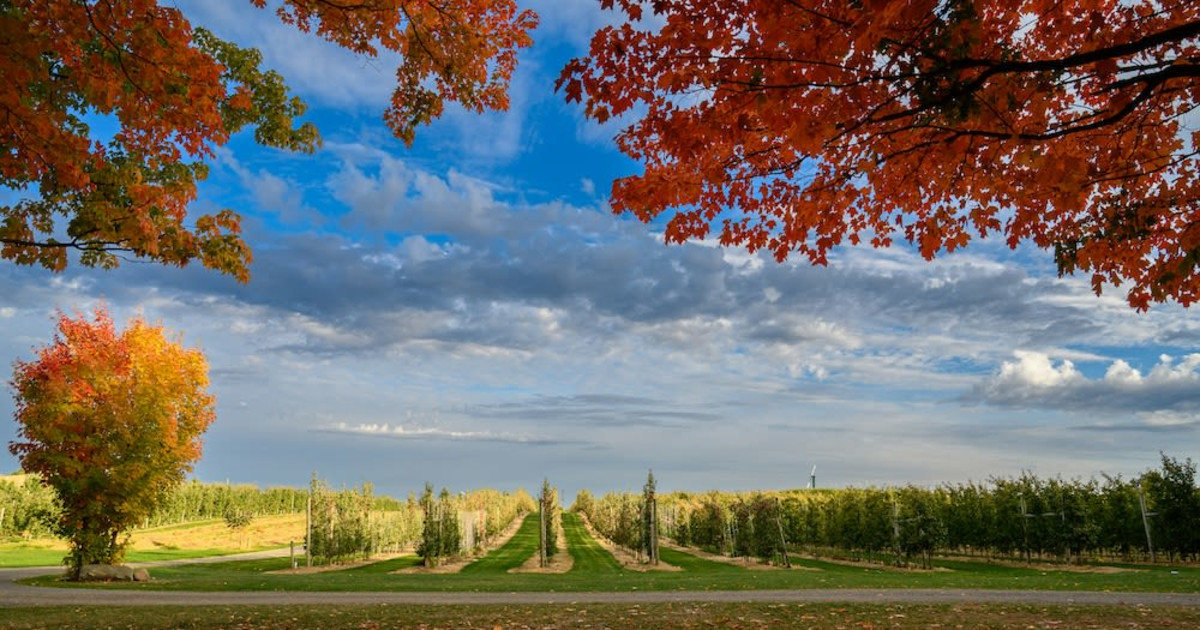 Where To Go Apple Picking In New York