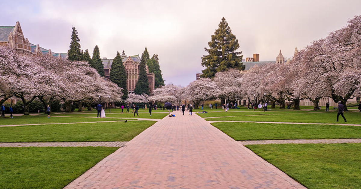 15 Photos Of The UW Cherry Blossoms