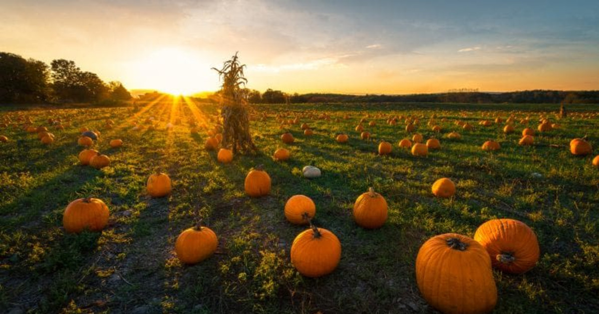 Where to Go Pumpkin Picking Around New York