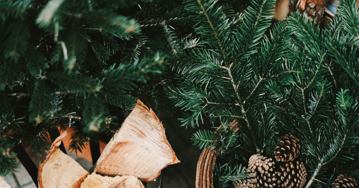 Where To Get A Christmas Tree In Denver