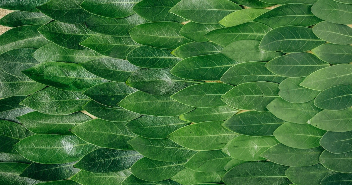 Where to Buy Plants in NYC