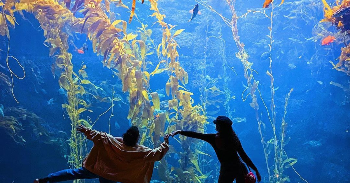 San Diego Aquariums, Museums, Zoos, and More